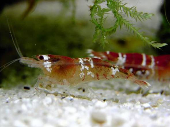 レッドビーシュリンプ レッドビーシュリンプ