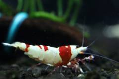 IMG_0043.jpg IMG_0043.jpg