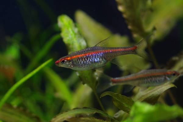 レッドライン・ラスボラ レッドライン・ラスボラ