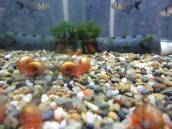 レッドラムズホーン レッドラムズホーン