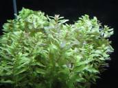 レッドリーフ・バコパ レッドリーフ・バコパ