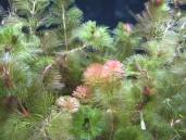 レッド・カボンバ レッド・カボンバ