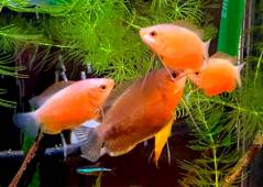 レッドグラミー_楽々アクア.com.jpg レッドグラミー_楽々アクア.com.jpg