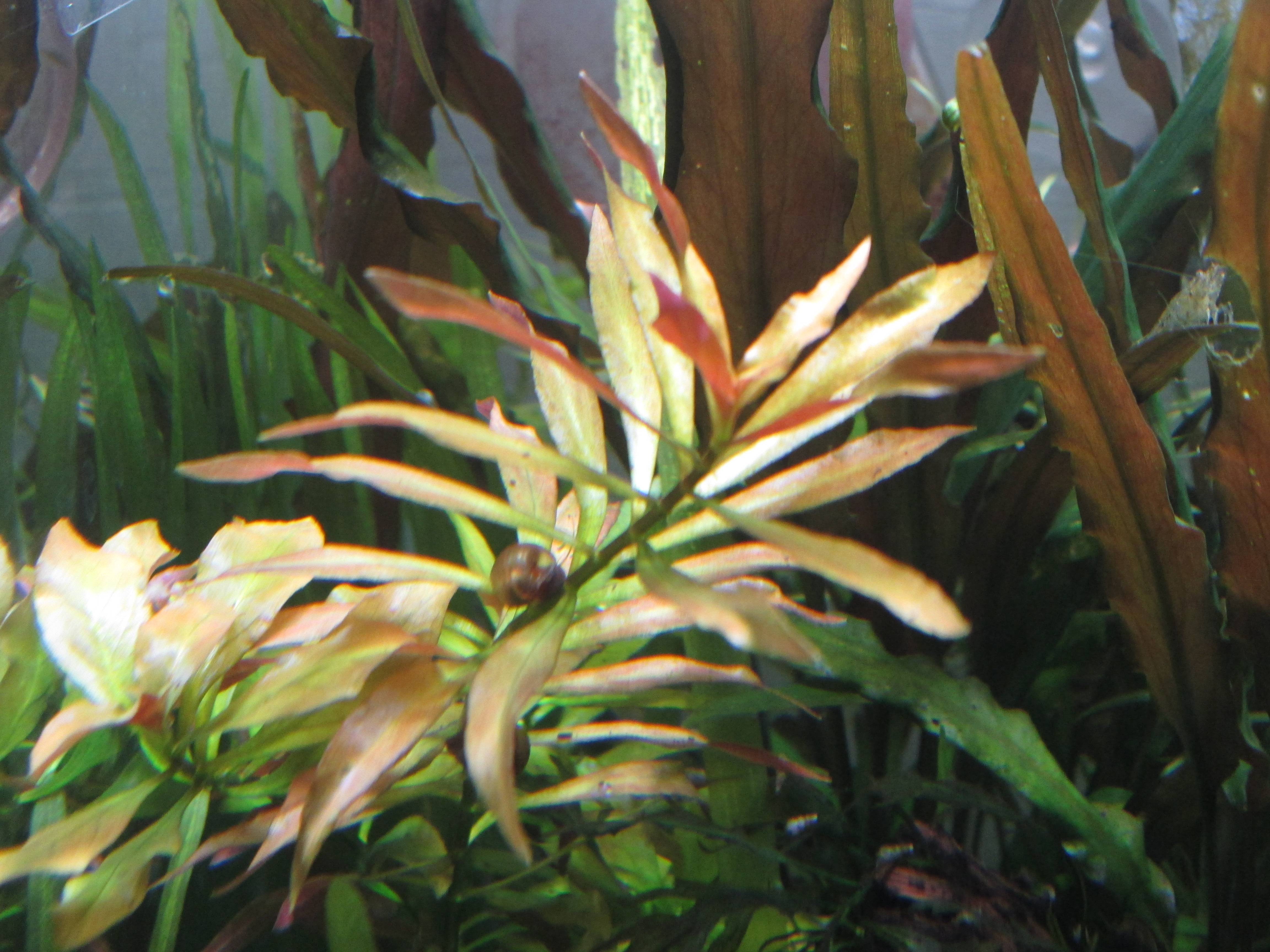 レッド・ルドウィジア レッド・ルドウィジア