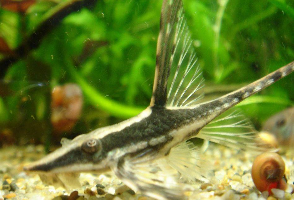 ロイヤル・ファロウェラ ロイヤル・ファロウェラ