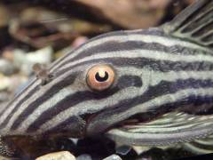 Panaque niglolineatus 02.jpg Panaque niglolineatus 02.jpg