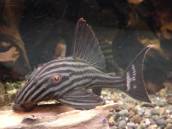 ロイヤル・プレコ ロイヤル・プレコ