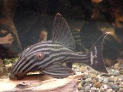 Panaque niglolineatus.jpg Panaque niglolineatus.jpg