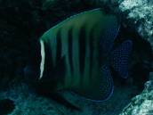 ロクセンヤッコ.jpg ロクセンヤッコ.jpg