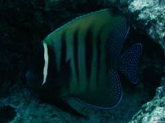 ロクセンヤッコ.jpg ロクセンヤッコ.jpg