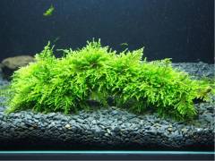 RS=^ADBtMTpe7np196bLq5HLmxQvSSGAsY-.jpg RS=^ADBtMTpe7np196bLq5HLmxQvSSGAsY-.jpg