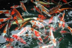 koi_04.jpg koi_04.jpg