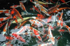 koi_04.jpg koi_04.jpg