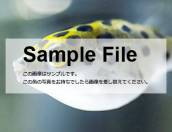 アカメフグ アカメフグ