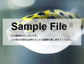 samplefile_kisui.jpg samplefile_kisui.jpg