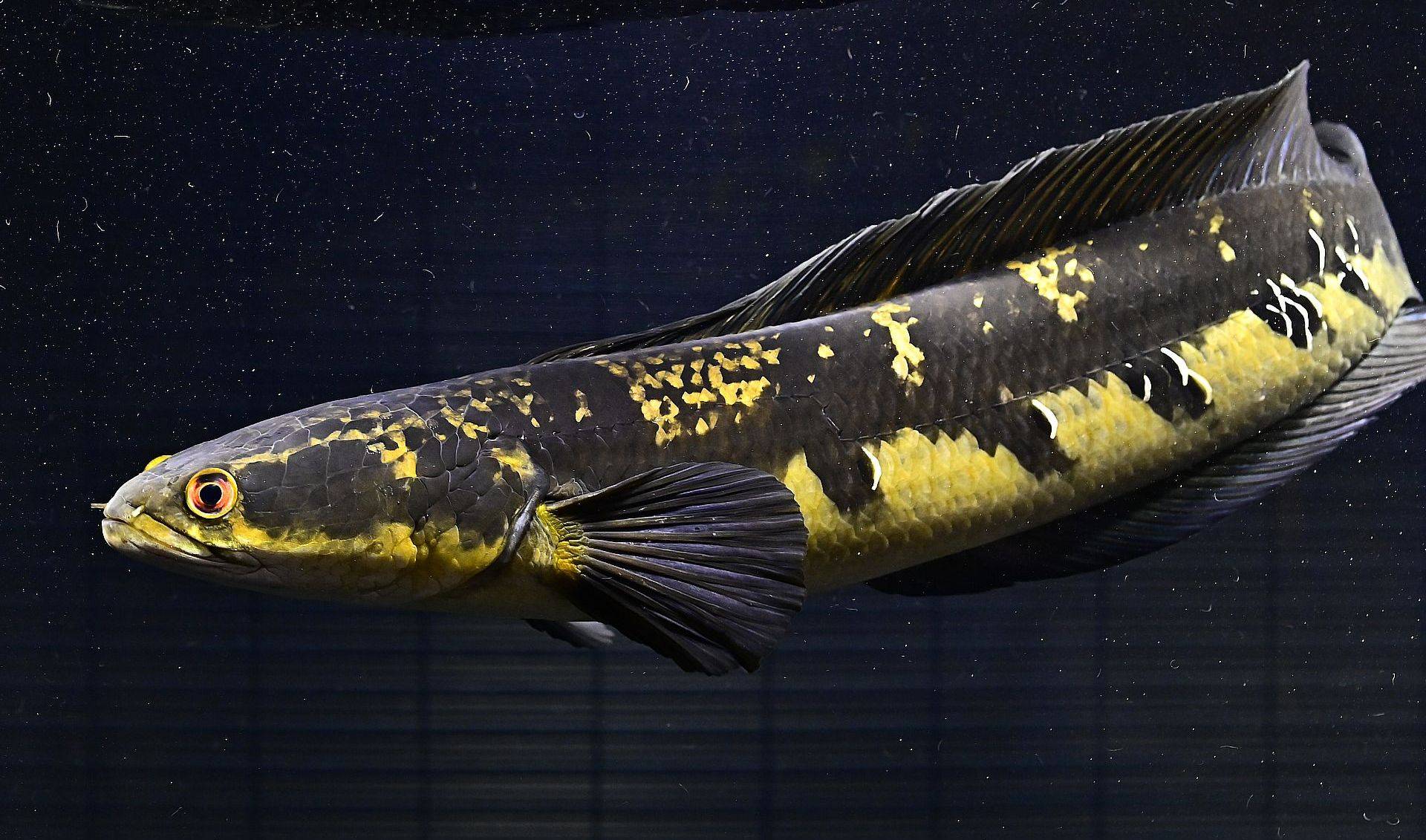 ロイヤル・スネークヘッド ロイヤル・スネークヘッド