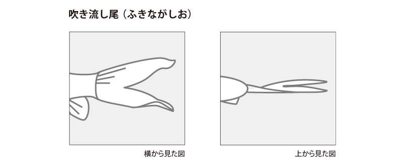 金魚の各部名称 アクアリウムwiki 金魚の各部名称 アクアリウムwiki