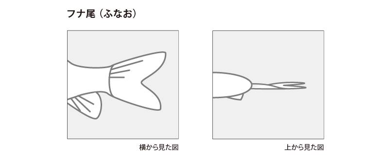 金魚の各部名称 アクアリウムwiki 金魚の各部名称 アクアリウムwiki