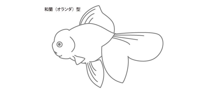 oranda.png oranda.png