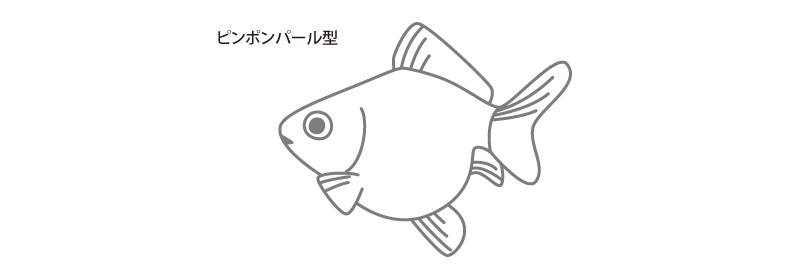 金魚の各部名称 アクアリウムwiki 金魚の各部名称 アクアリウムwiki