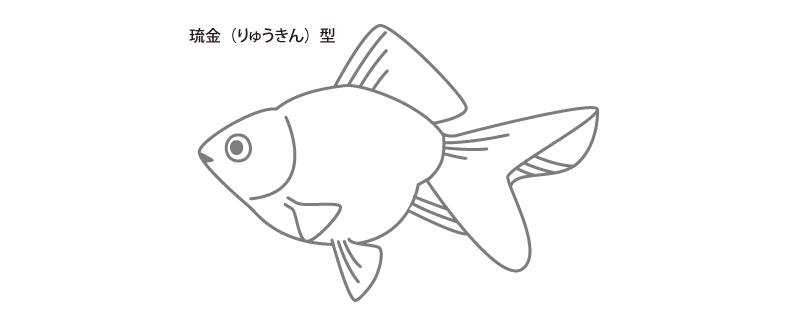 ryukin.png ryukin.png