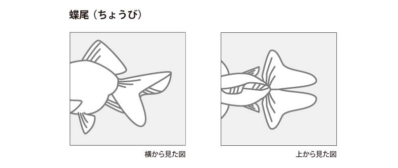 金魚の各部名称 アクアリウムwiki 金魚の各部名称 アクアリウムwiki