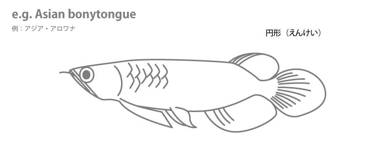 魚の各部名称 アクアリウムwiki 魚の各部名称 アクアリウムwiki