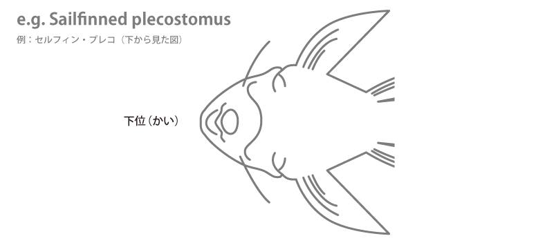 魚の各部名称 アクアリウムwiki 魚の各部名称 アクアリウムwiki