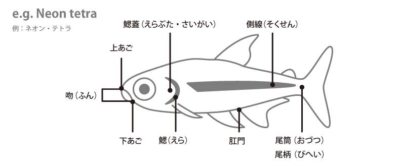魚の各部名称 アクアリウムwiki 魚の各部名称 アクアリウムwiki