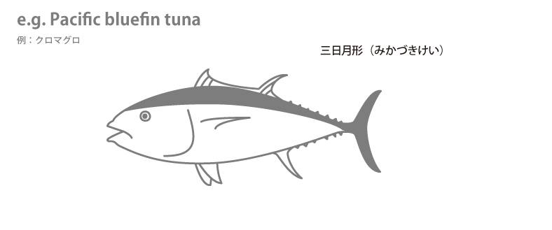 魚の各部名称 アクアリウムwiki 魚の各部名称 アクアリウムwiki