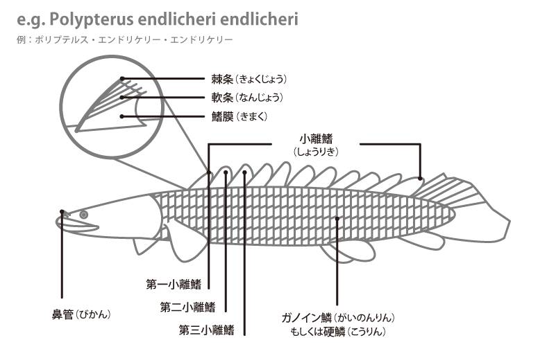 polypterus.png polypterus.png