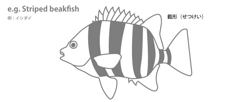 魚の各部名称 アクアリウムwiki 魚の各部名称 アクアリウムwiki