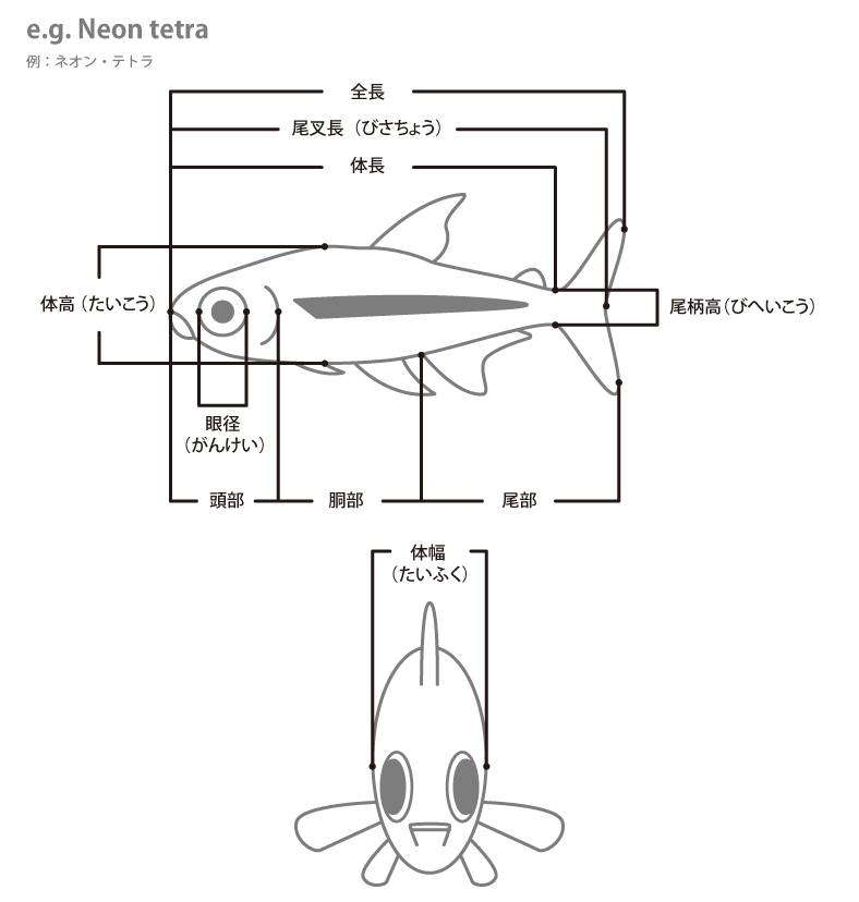 魚の各部名称 アクアリウムwiki 魚の各部名称 アクアリウムwiki