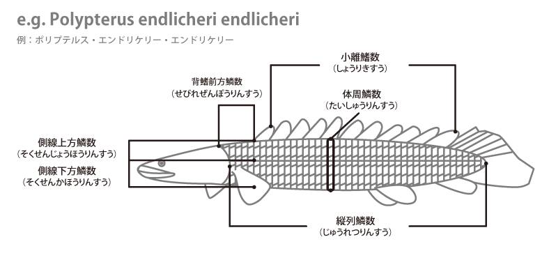 魚の各部名称 アクアリウムwiki 魚の各部名称 アクアリウムwiki
