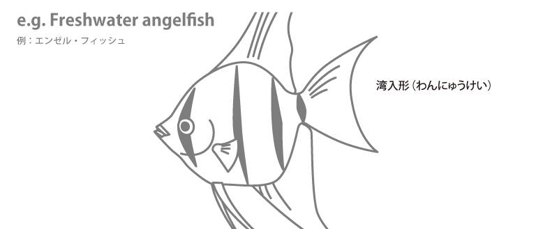 魚の各部名称 アクアリウムwiki 魚の各部名称 アクアリウムwiki