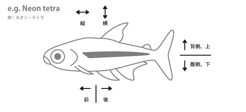 魚の各部名称 アクアリウムwiki 魚の各部名称 アクアリウムwiki
