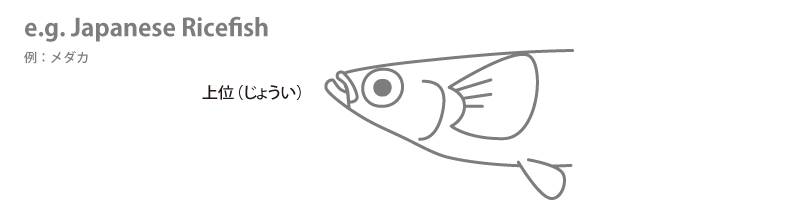 zyoui01.png zyoui01.png