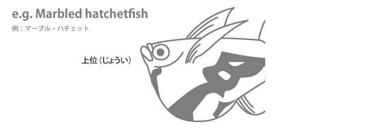 zyoui02.png zyoui02.png