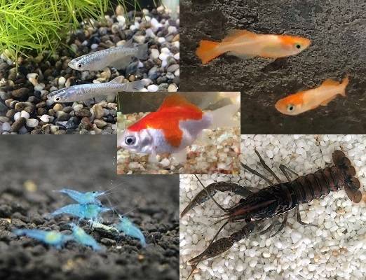 あくあ_0.jpg あくあ_0.jpg