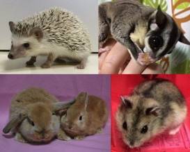 しょうどうぶつ.jpg しょうどうぶつ.jpg