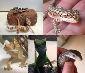 はちゅうるい.jpg はちゅうるい.jpg