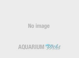 noimage.gif noimage.gif