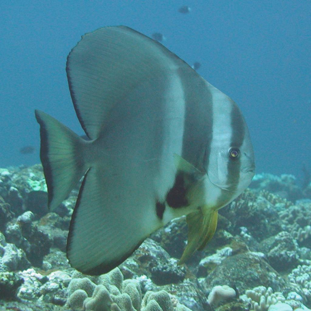 ツバメウオ アクアリウムWiki