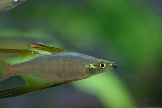 レインボー ニューギニア 美しすぎる大きく長いヒレの小型熱帯魚「ニューギニアレインボー」の飼育方法と注意点